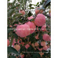 A Grade Fresh Red FUJI Apple